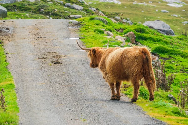 Highland cow on the road, Isle of Harris in Outer Hebrides, Scotland. Selective focus