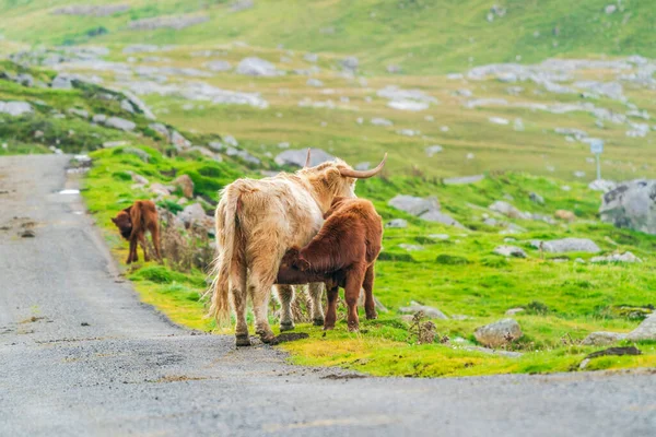 Highland cow suckling its calf, Isle of Harris in Outer Hebrides, Scotland. Selective focus