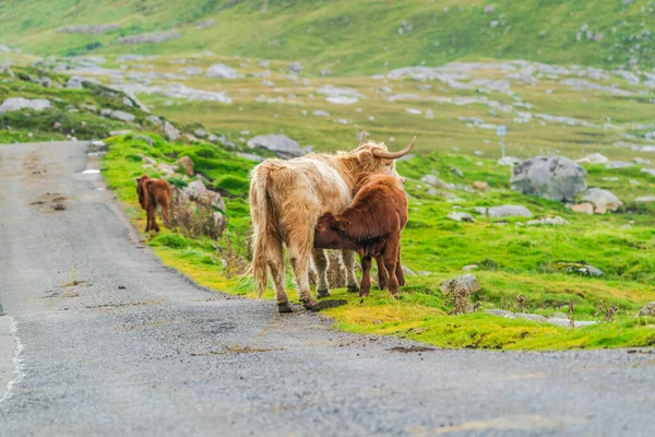 Highland cow suckling its calf, Isle of Harris in Outer Hebrides, Scotland. Selective focus