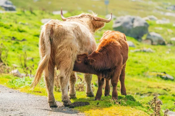 Highland cow suckling its calf, Isle of Harris in Outer Hebrides, Scotland. Selective focus