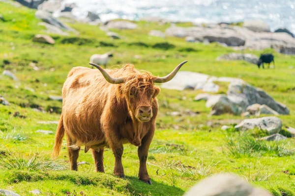 Highland cow, Isle of Harris in Outer Hebrides, Scotland. Selective focus