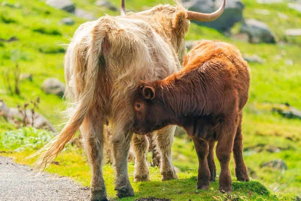 Highland cow with a calf, Isle of Harris in Outer Hebrides, Scotland. Selective focus