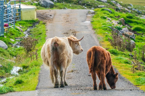 Highland cow and a calf on the road, Isle of Harris in Outer Hebrides, Scotland. Selective focus