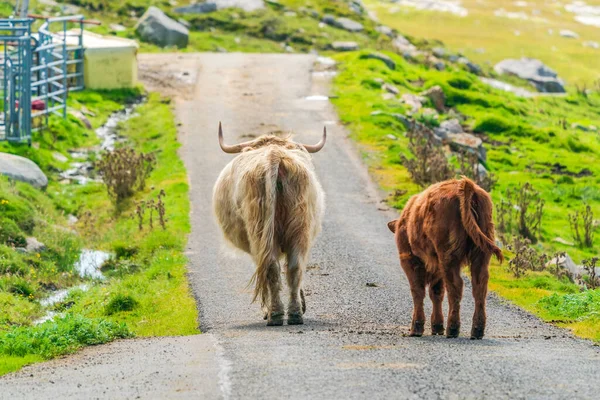 Highland cow and a calf on the road, Isle of Harris in Outer Hebrides, Scotland. Selective focus