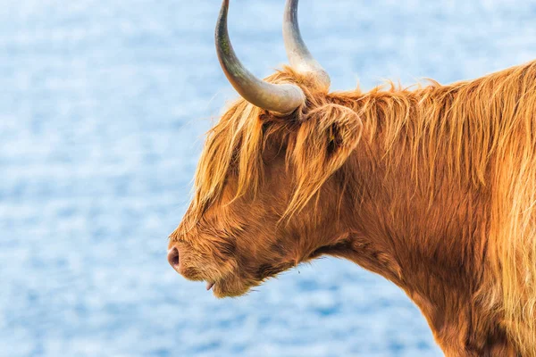 Highland cow, Isle of Harris in Outer Hebrides, Scotland. Selective focus