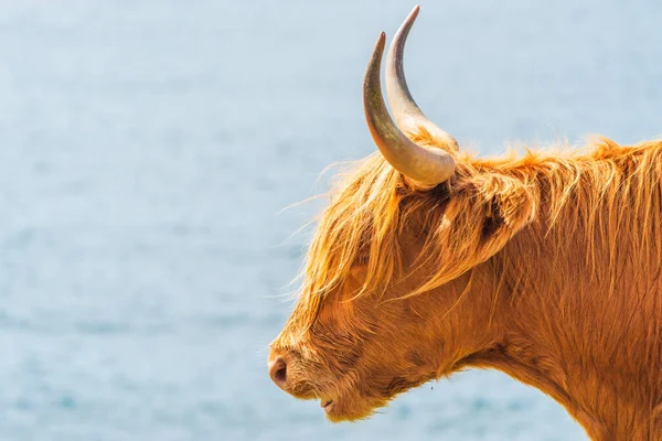 Highland cow, Isle of Harris in Outer Hebrides, Scotland. Selective focus