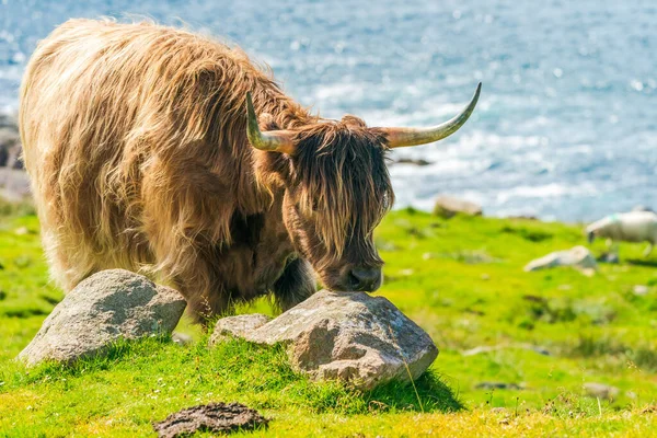 Highland cow, Isle of Harris in Outer Hebrides, Scotland. Selective focus