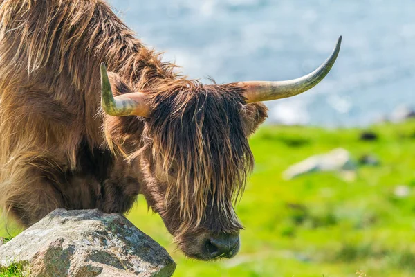 Highland cow, Isle of Harris in Outer Hebrides, Scotland. Selective focus