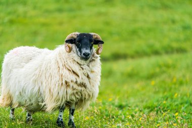  Scottish Blackface sheep on the Isle of Lewis and Harris, Scotland