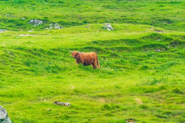 Highland cow, Isle of Harris in Outer Hebrides, Scotland. Selective focus