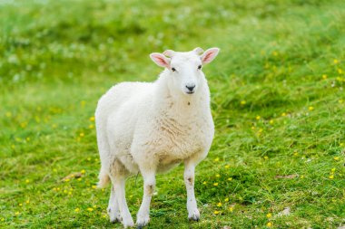 A sheep on a meadow, Isle of Lewis and Harris, Scotland
