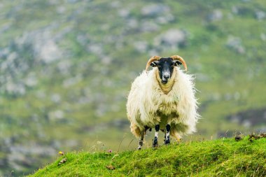  Scottish Blackface sheep on the Isle of Lewis and Harris, Scotland