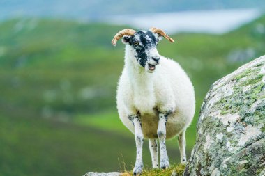  Scottish sheep on the Isle of Lewis and Harris, Scotland
