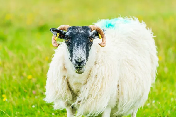 Шотландская Овчарка Blackface Острове Льюис Харрис Шотландия — стоковое фото
