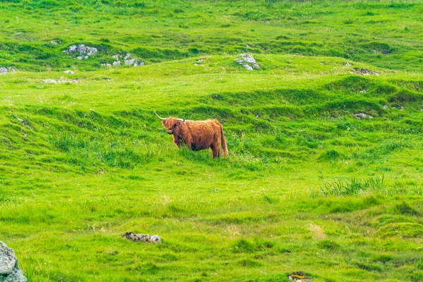 Highland Cow Isle Harris Outer Hebrides Scotland Selective Focus — 스톡 사진