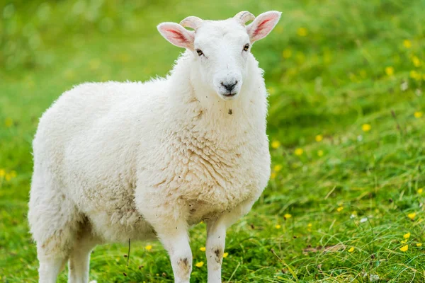 Овца Лугу Остров Льюис Харрис Шотландия — стоковое фото