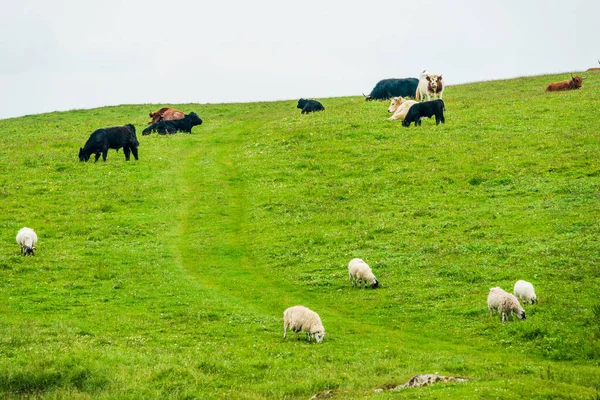 Scottish Blackface Sheep Cows Isle Harris Scotland — 스톡 사진