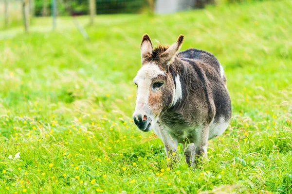 Domestic donkey on a meadow, Isle of Harris, Scotland