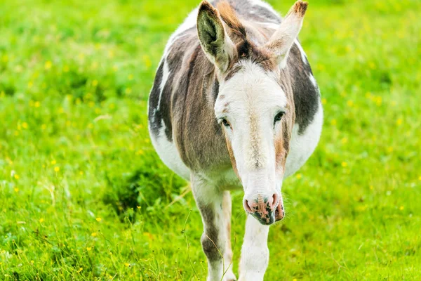 Domestic donkey on a meadow, Isle of Harris, Scotland