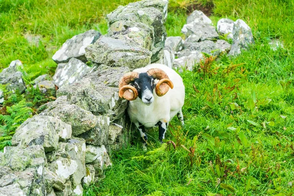 Scottish Blackface Sheep Баран Большими Рогами Острове Льюис Внешние Гебриды — стоковое фото