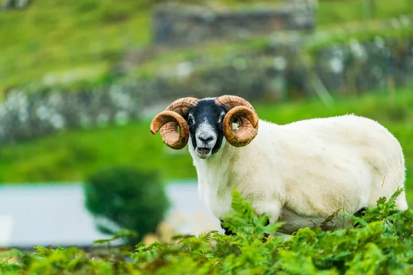 Scottish Blackface Sheep Ram Big Horns Isle Lewis Outer Hebrides — Stock fotografie
