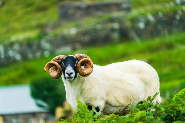 Scottish Blackface Sheep Ram Big Horns Isle Lewis Outer Hebrides — Zdjęcie stockowe