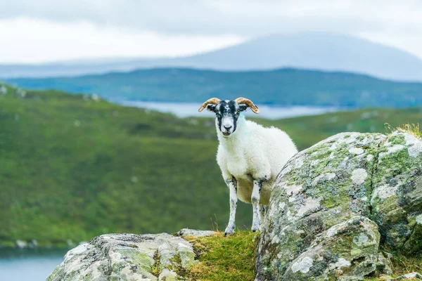 Шотландские Овцы Острове Льюис Харрис Шотландия — стоковое фото