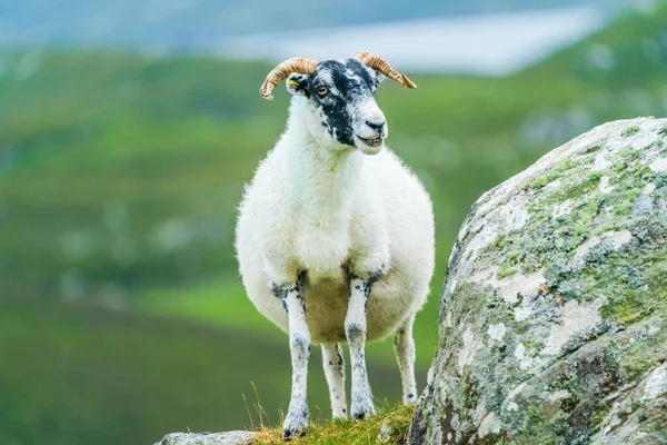 Шотландские Овцы Острове Льюис Харрис Шотландия — стоковое фото