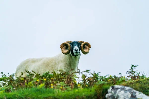 Scottish Blackface Sheep Баран Большими Рогами Острове Льюис Внешние Гебриды — стоковое фото