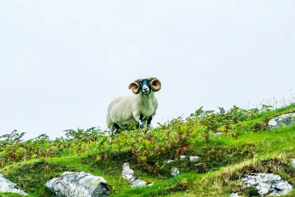 Scottish Blackface Sheep Баран Большими Рогами Острове Льюис Внешние Гебриды — стоковое фото