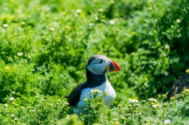 Galler 'in Skomer Adası' nda Atlantik martısı (Fratercula arktika)