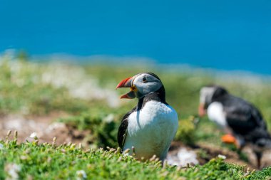 Galler 'in Skomer Adası' nda Atlantik martısı (Fratercula arktika)