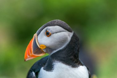 Galler 'in Skomer Adası' nda Atlantik martısı (Fratercula arktika).