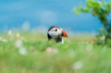 Galler 'in Skomer Adası' nda Atlantik martısı (Fratercula arktika).