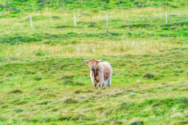 Highland cow, Isle of Harris in Outer Hebrides, Scotland. Selective focus