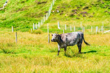 İskoçya, Outer Hebrides 'teki Harris Adası' nda bir inek. Seçici odak