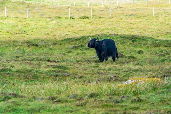 Highland Cow Isle Harris Outer Hebrides Scotland Selective Focus — Foto Stock