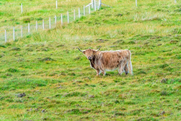 Highland Cow Isle Harris Outer Hebrides Scotland Selective Focus — Fotografia de Stock
