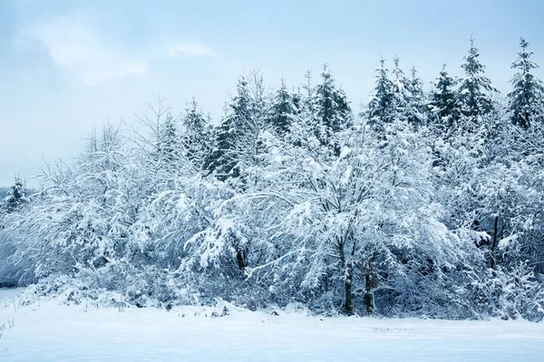 Paisaje invernal con árboles blancos cubiertos de nieve . —  Fotos de Stock