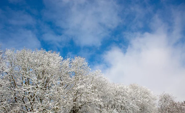 Winter landscape with white trees covered with snow . — Stock Photo, Image