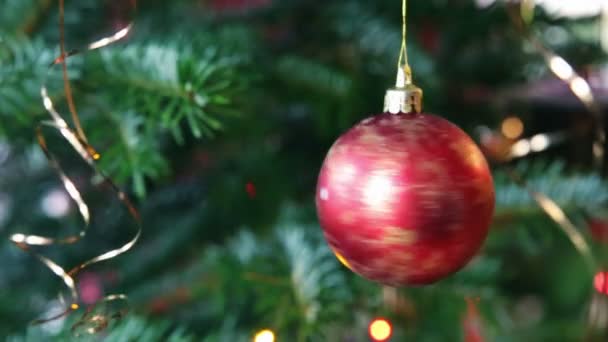Rote Weihnachtskugel hängt an einem Tannenzweig. Hintergrund Weihnachten. — Stockvideo
