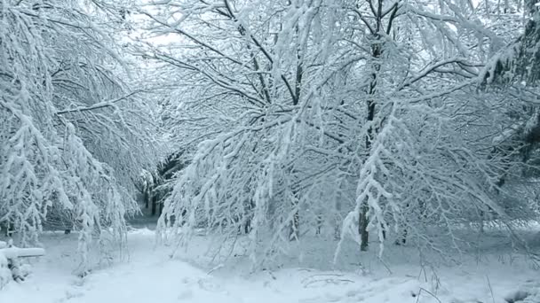 Зимний пейзаж с белыми деревьями, покрытыми снегом . — стоковое видео