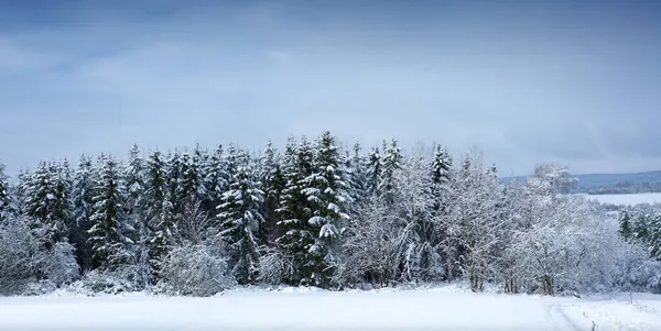 Зимний пейзаж с деревьями, покрытыми снегом . — стоковое фото