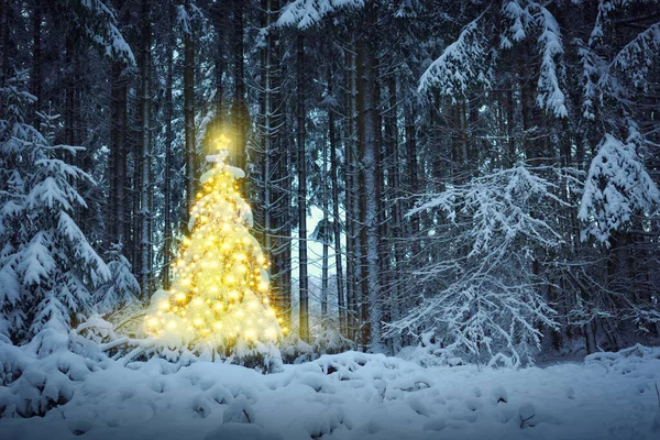 冬の森のクリスマスツリー。クリスマスカード. — ストック写真
