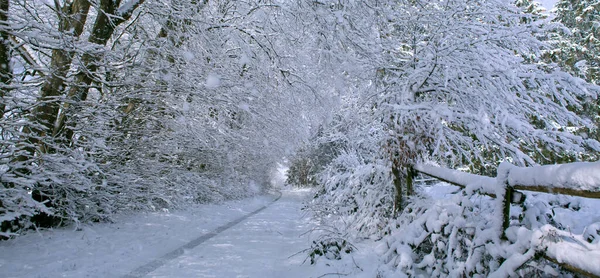 Strada invernale dopo la nevicata tra gli alberi ricoperti di neve. — Foto Stock