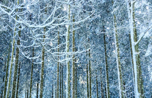 Snöfall i vinterskogen. Natur bakgrund med snö. — Stockfoto