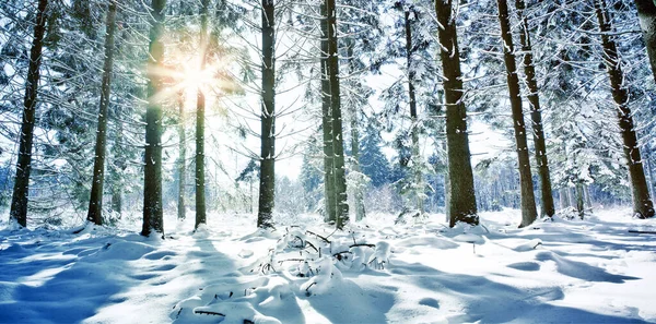 Pôr do sol na floresta de inverno. Pinheiros de inverno na floresta alemã  . — Fotografia de Stock