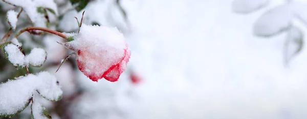 Winter achtergrond met roze roos in de sneeuw geïsoleerd op wit . — Stockfoto