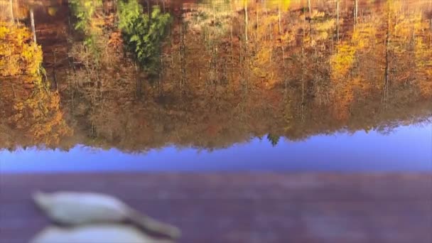 Reflet automne arbres colorés dans le lac de la forêt. — Video
