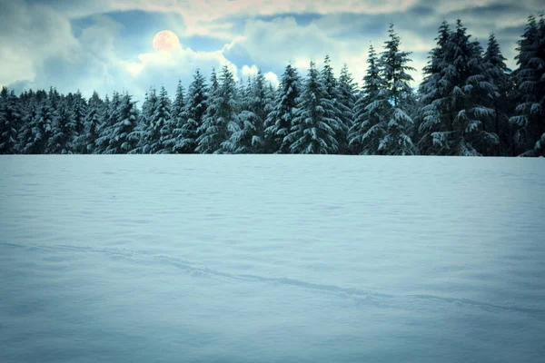 Зимний фон с деревьями, покрытыми снегом . — стоковое фото